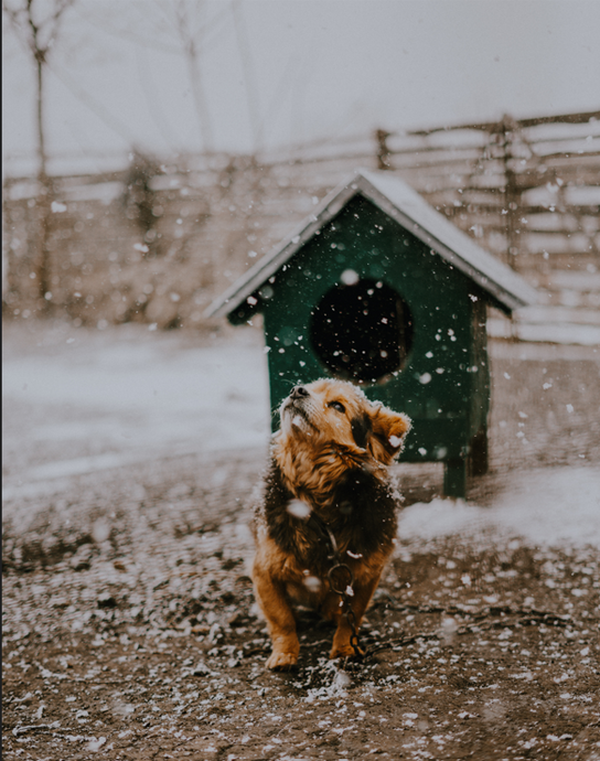 How to Ensure Your Pets Stay Warm All Winter Long