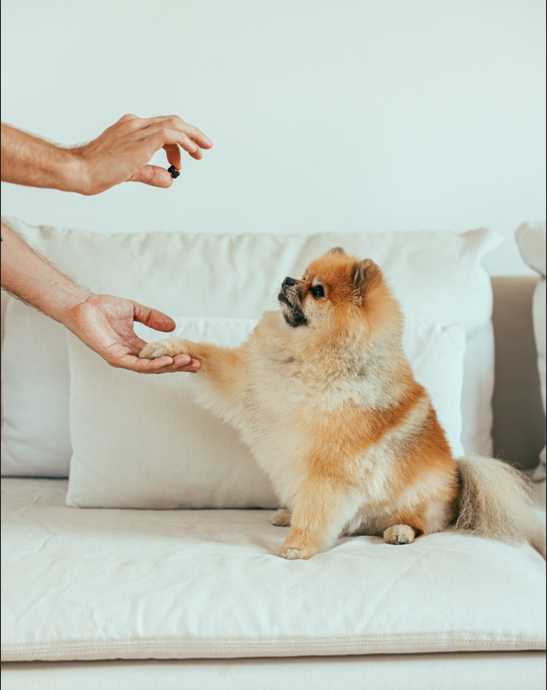 Puppy Socialization 101: What Every New Owner Should Know