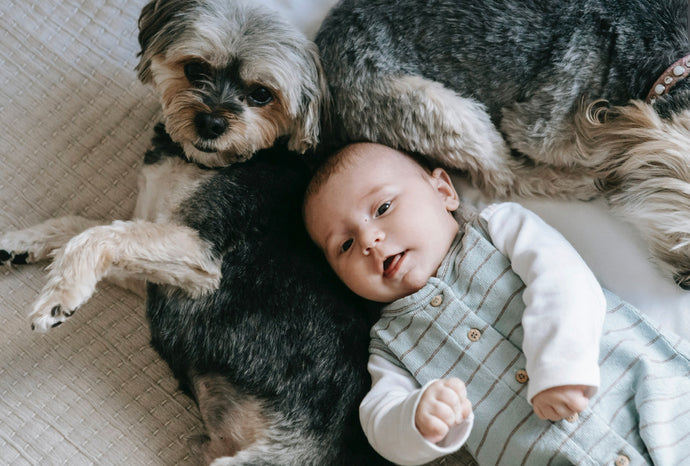The Importance of Socializing Your Dog Around Babies