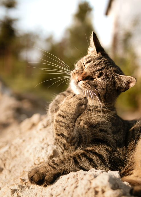 6 Tips for Taking Care of Your New Cat