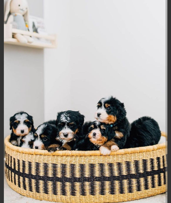 Handcrafted Luxury: Why Woven Dog Beds Are Best