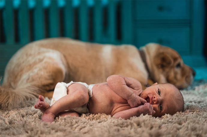 Introducing Your Dog To A Newborn