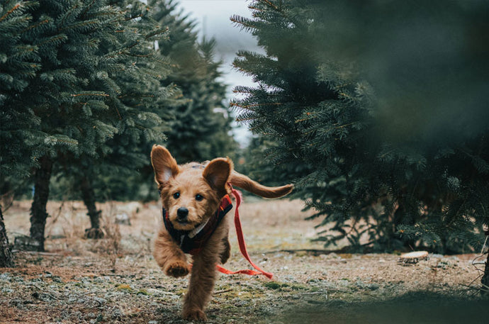 Puppy Training Basics