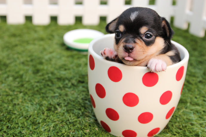 10 Behaviours to Look for in a New Puppy - Expert Advice